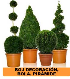 Rosal Albo Plena