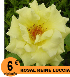 Rhododendron Lord Robert
