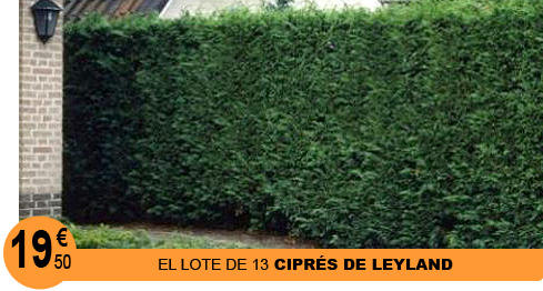 Cipr�s de Leyland
