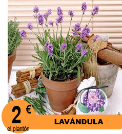 Lav�ndula