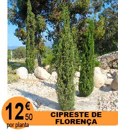 Cipreste de Floren�a