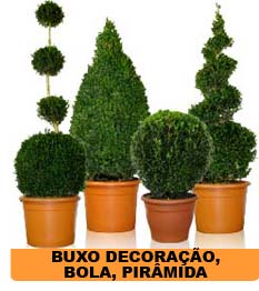 Roseira Albo Plena