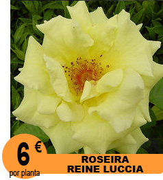 Rhododendron Lord Robert