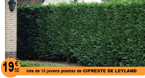 Cipreste de Leyland