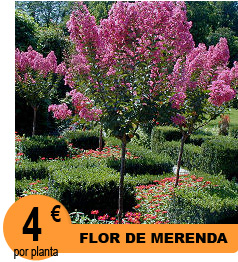 Flor de merenda