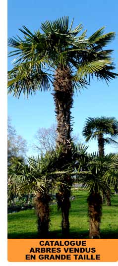 Catalogue Arbres