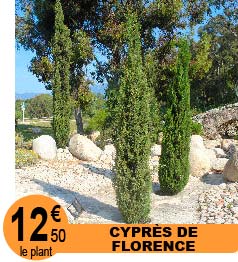 Cypr�s de Florence