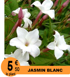 Jasmin blanc