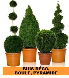 Buis boule, Buis pyramide