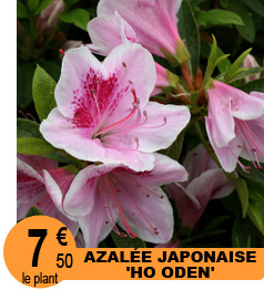 Rosier 'Reine Luccia'