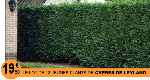 Cypres de Leyland