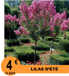 Lilas d'�t� - Lagerstroemia