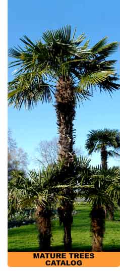 Large Trees Catalog