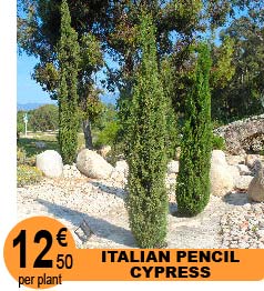 Italian Pencil Cypress