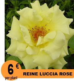 Rhododendron Lord Robert