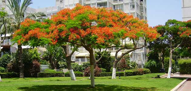 Back in stock: Royal Poinciana