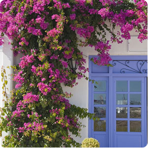 Bougainvillea Sanderiana