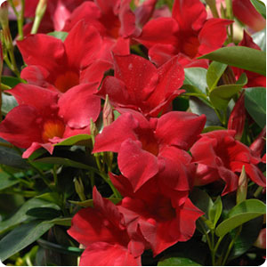 Dipladenia Sanderi, red
