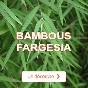 Bambous Fargesia
