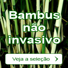 Bambus n�o invasivo