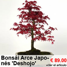 Bola de nieve : venta Bola de nieve / Viburnum opulus 'Roseum'