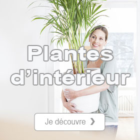 Boutique plantes d'intrieur