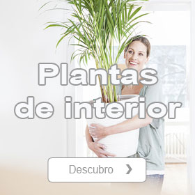 Tienda de Plantas de interior