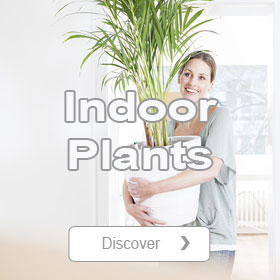 Indoor Plants