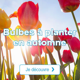 Bulbes  planter en automne
