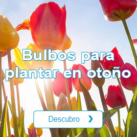 Bulbos para plantar en otoo