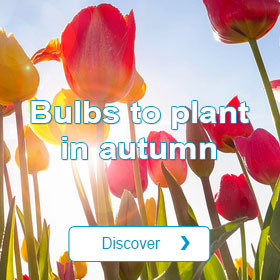 Bulbs to plant in autumn
