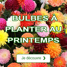 Bulbes  planter au printemps