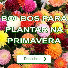 Bolbos para plantar na primavera
