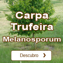 Trufa negra de P�rigord / Tuber melanosporum Carpa Trufeira