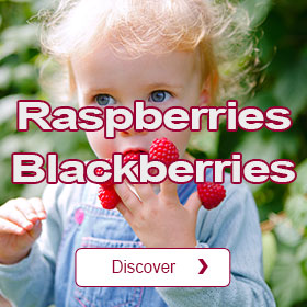 Raspberry bush and Blackberry bush