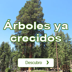 Catlogo de rboles ya Crecidos