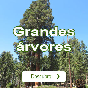 Lista de arvores de grande porte