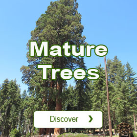 Mature Trees Catalogue