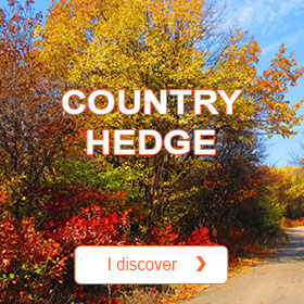 Country Hedge