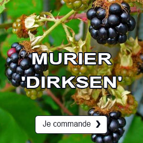 Murier 'Dirksen'