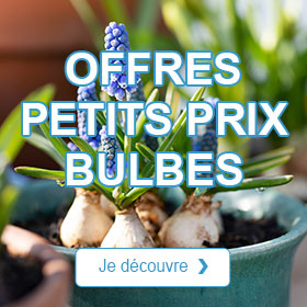 Offres petits prix Bulbes