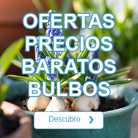 Ofertas precios baratos Bulbos