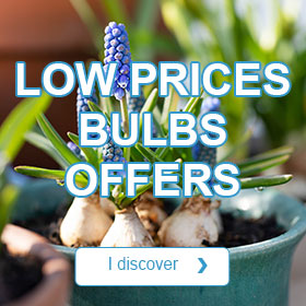 Low prices Bulbs offers