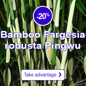 Bamboo Fargesia robusta 'Pingwu'