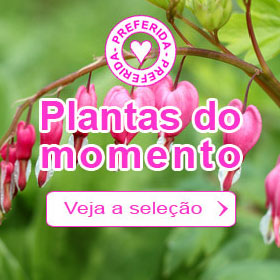 Plantas do momento