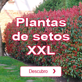 Plantas de seto XXL