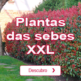 Plantas altas para sebes