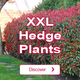 Mature Hedge Plants