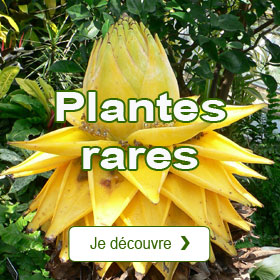 Catalogue des plantes rares