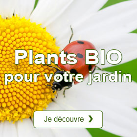 Plants BIO